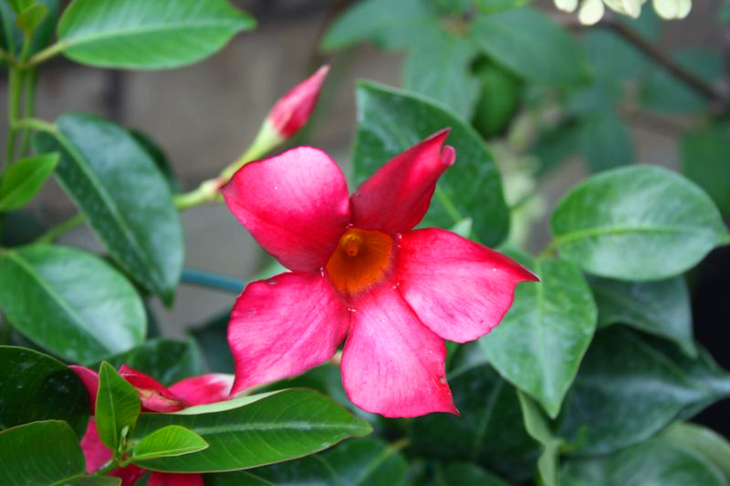 红蝉花