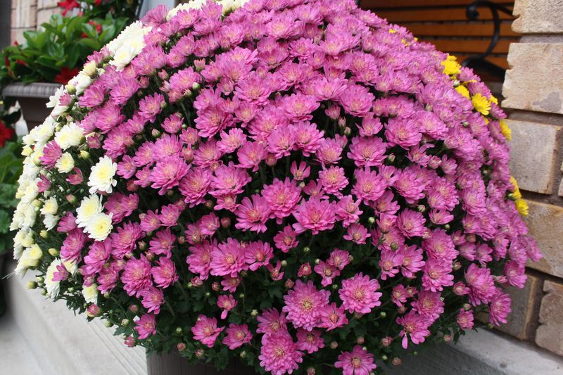 【爱①旅游】三色菊