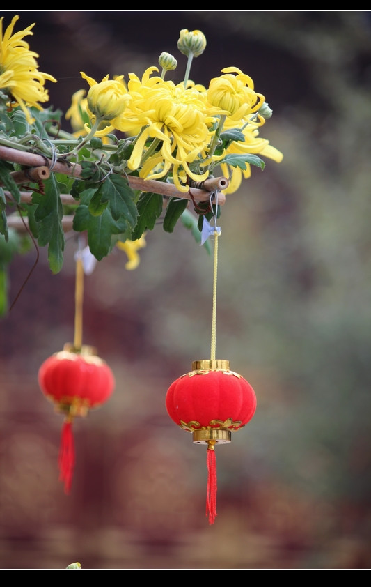 【热点图】菊花展上的小灯笼
