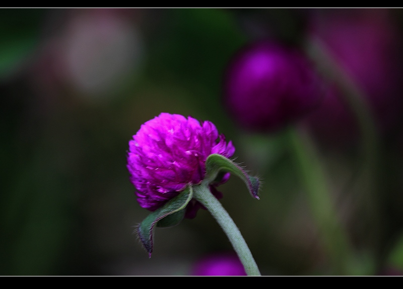 【摄影】千日红