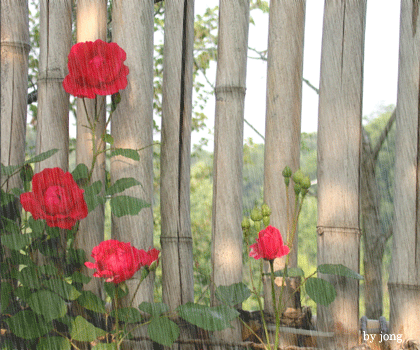 420_350gif 动态图 动图