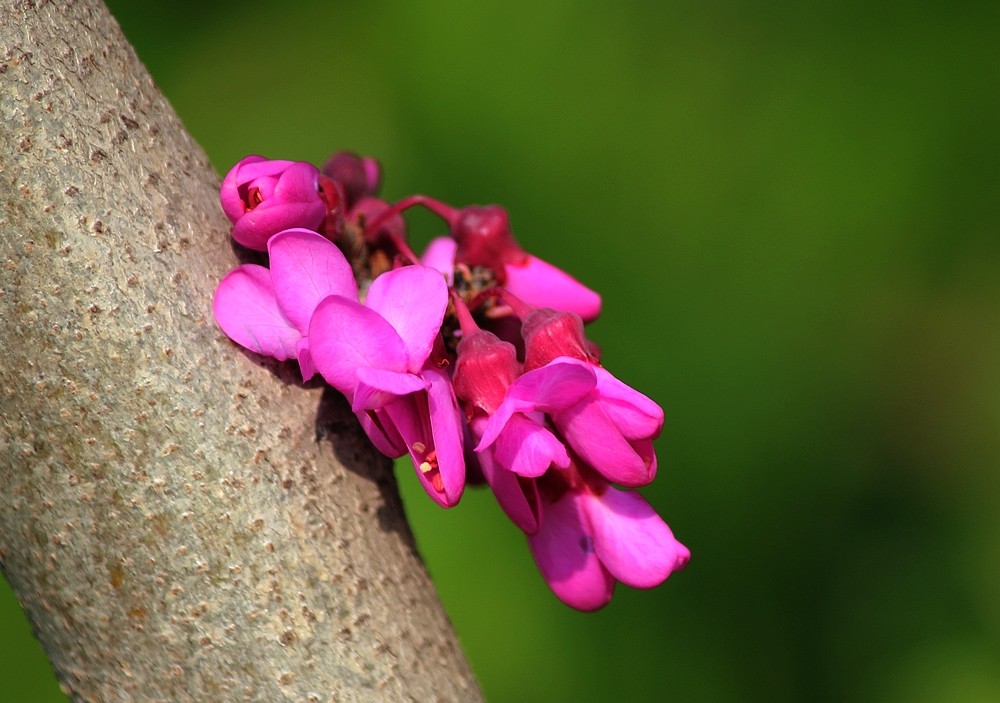 【原创摄影】豆科紫荆花