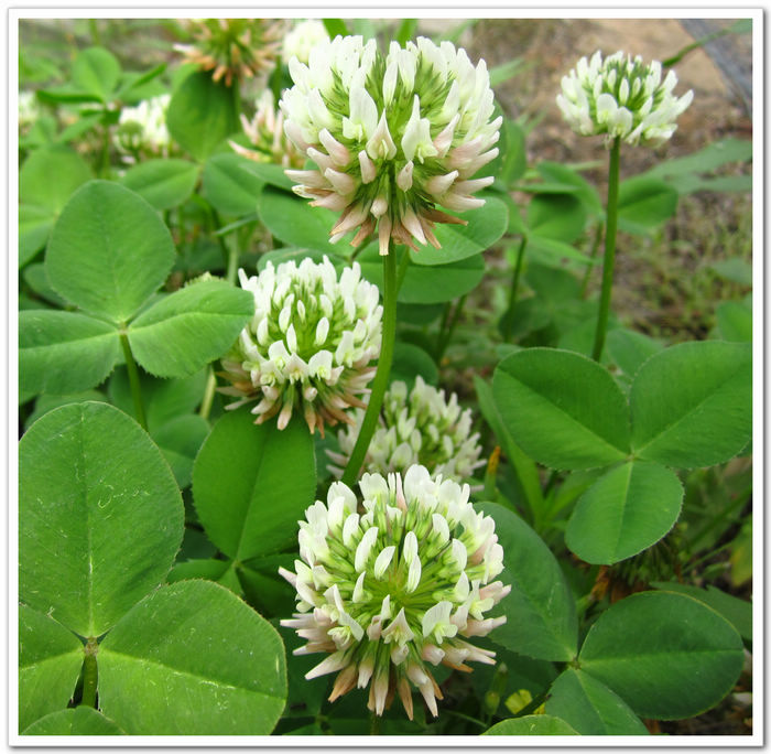 原创摄影偶拍白三叶