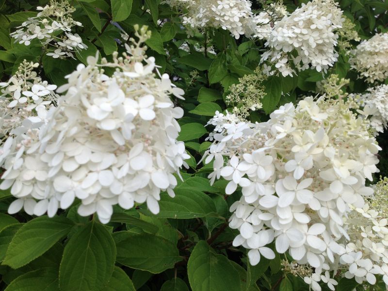 【爱①旅游】圆锥八仙花