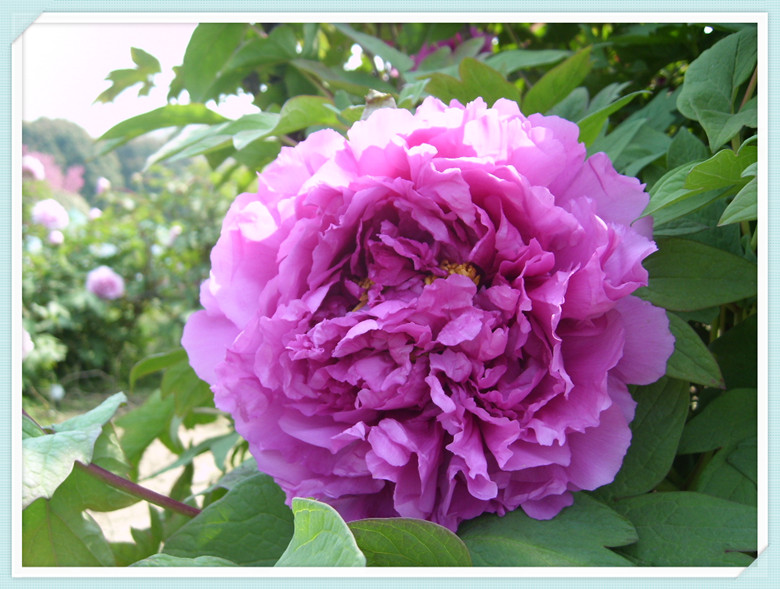 爱②旅游紫牡丹魏紫